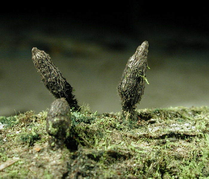 macrostoma