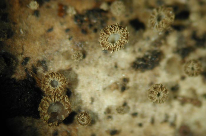 macrostoma