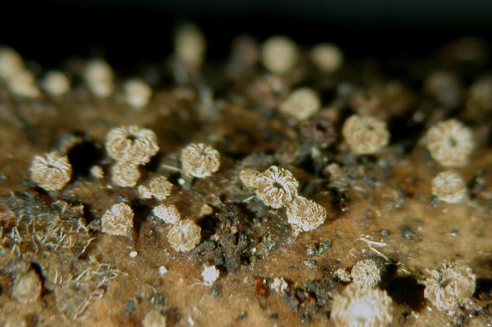 macrostoma