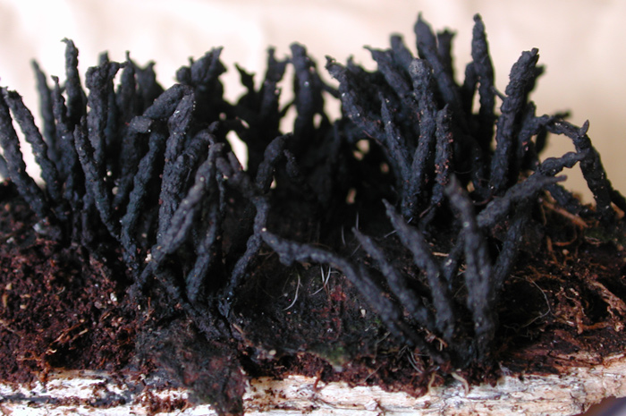macrostoma