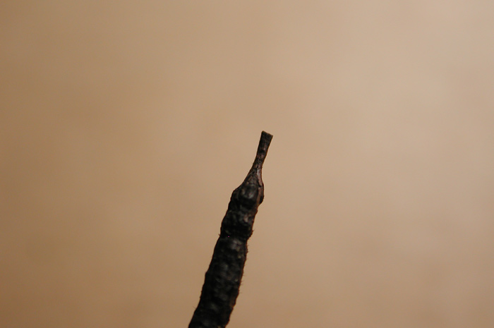 macrostoma