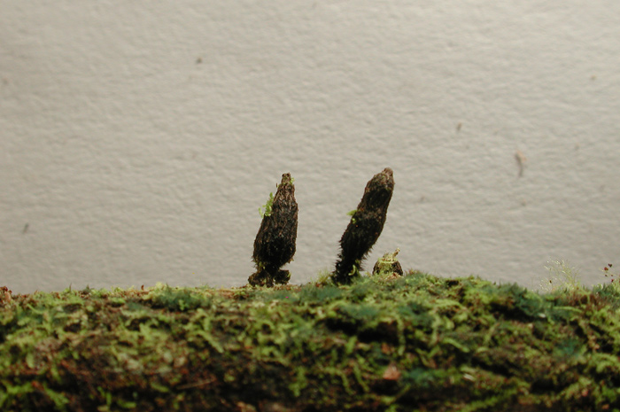 macrostoma