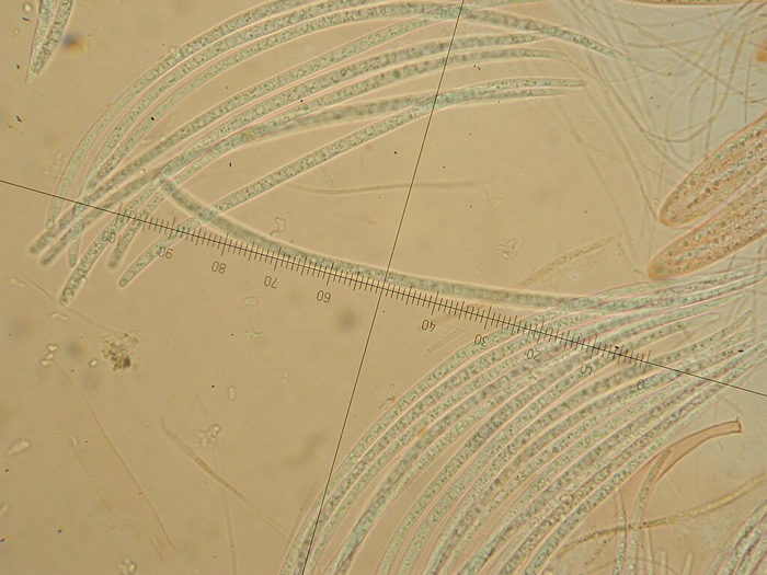 macrostoma