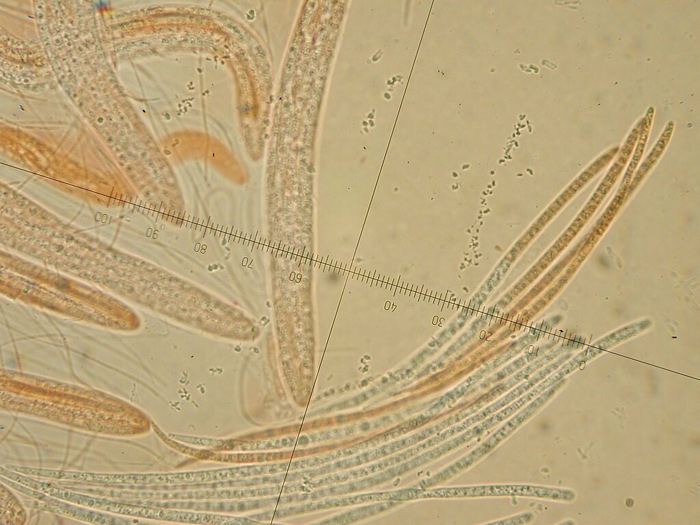 macrostoma