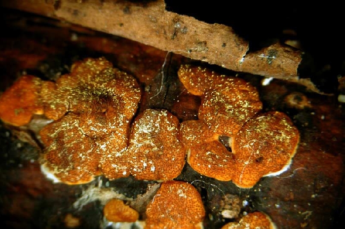 macrostoma