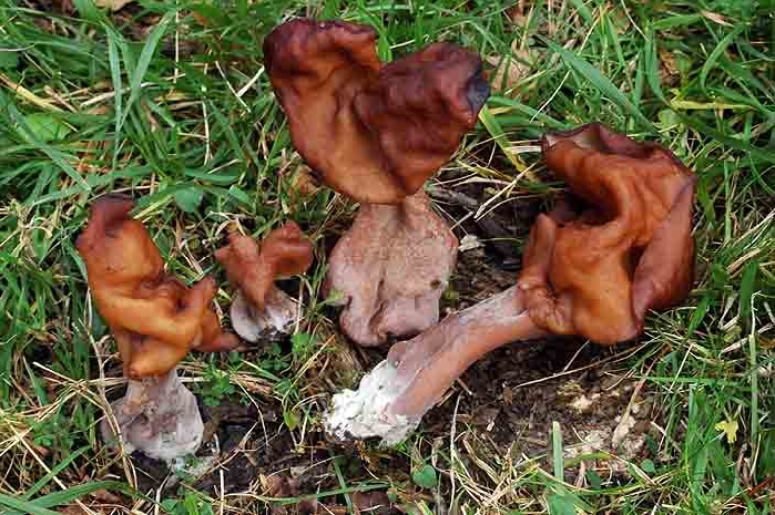 macrostoma
