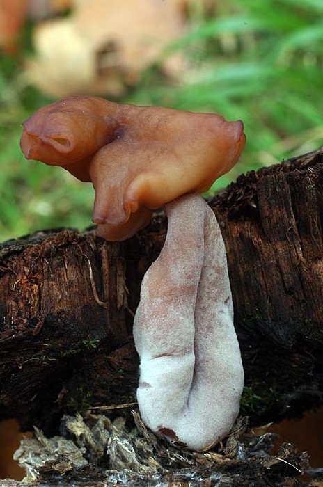 macrostoma