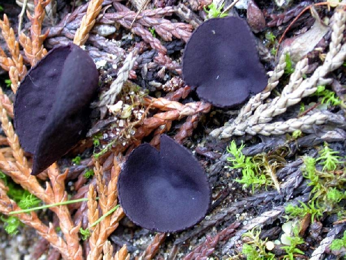 macrostoma