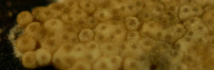 macrostoma