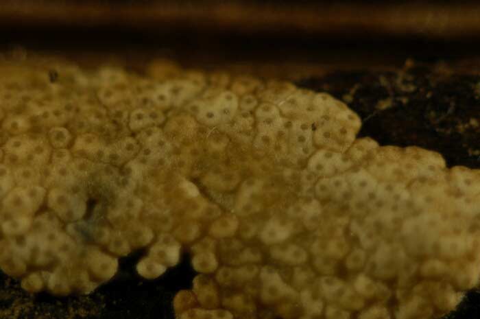 macrostoma