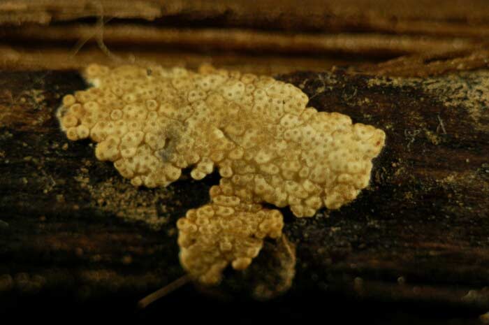 macrostoma