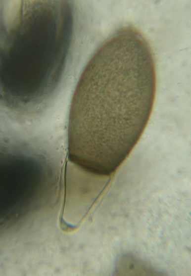 macrostoma