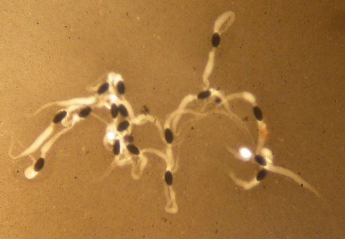 macrostoma