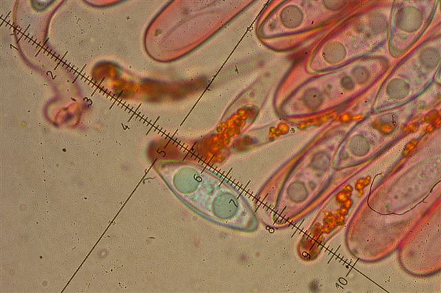 macrostoma