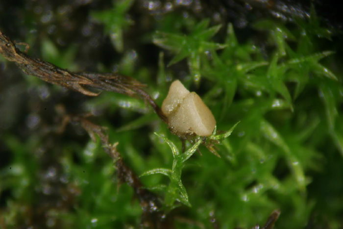 macrostoma