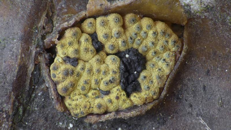 macrostoma