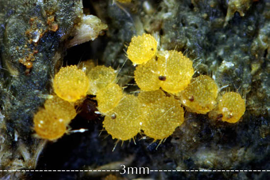macrostoma