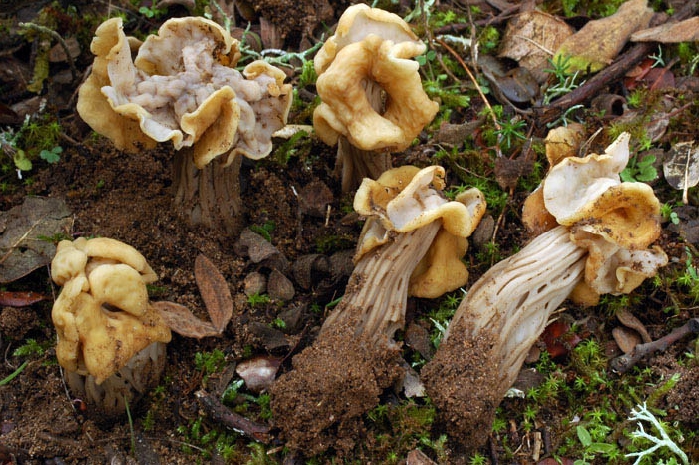 macrostoma