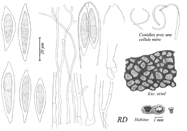 macrostoma