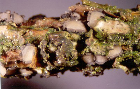 macrostoma