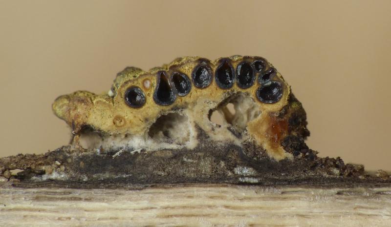 macrostoma