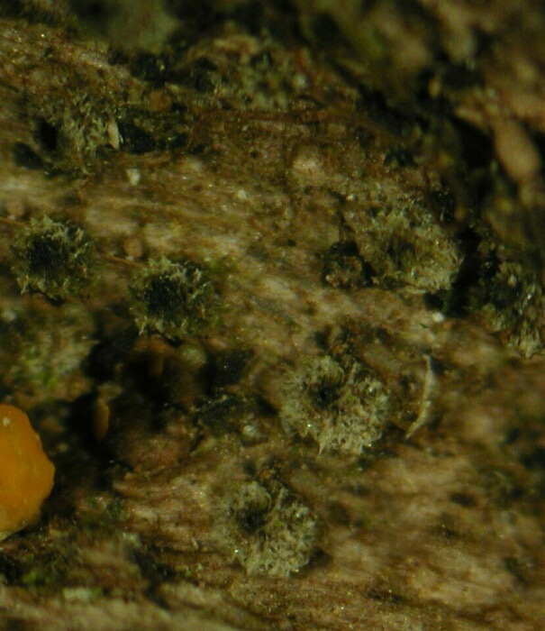 macrostoma
