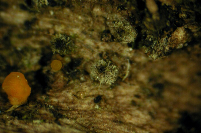 macrostoma