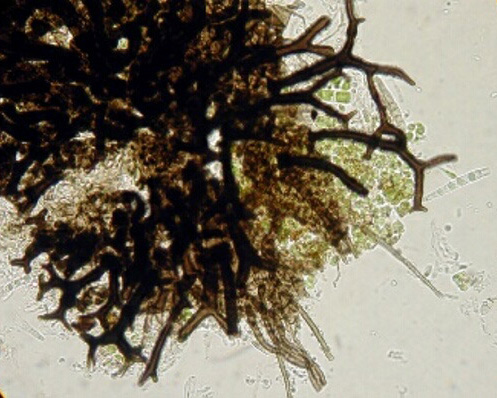 macrostoma