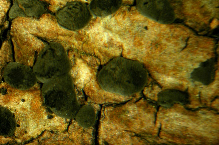macrostoma
