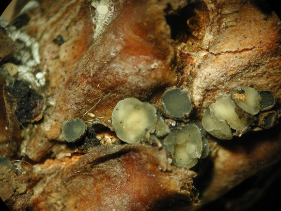macrostoma