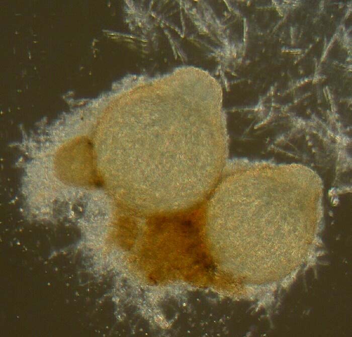 macrostoma