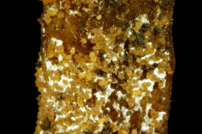 macrostoma