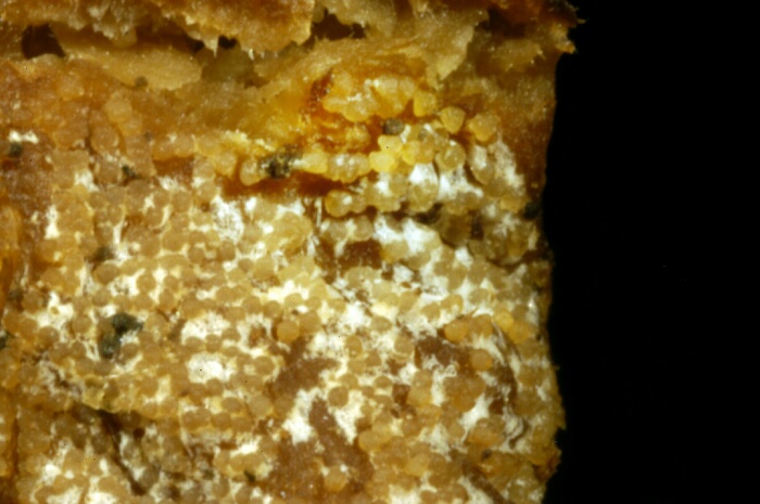 macrostoma