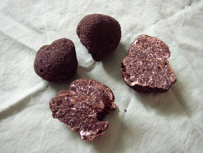 macrostoma