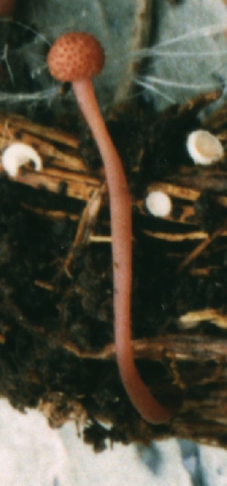 macrostoma