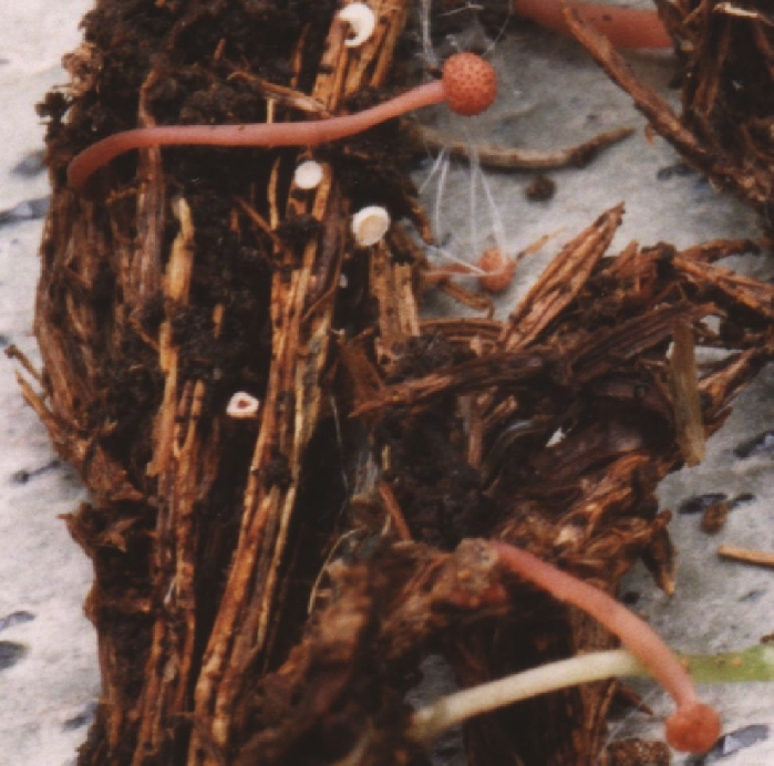macrostoma