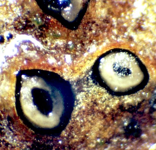 macrostoma
