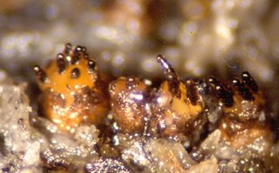 macrostoma
