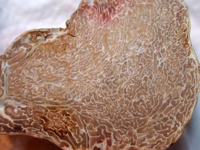 macrostoma