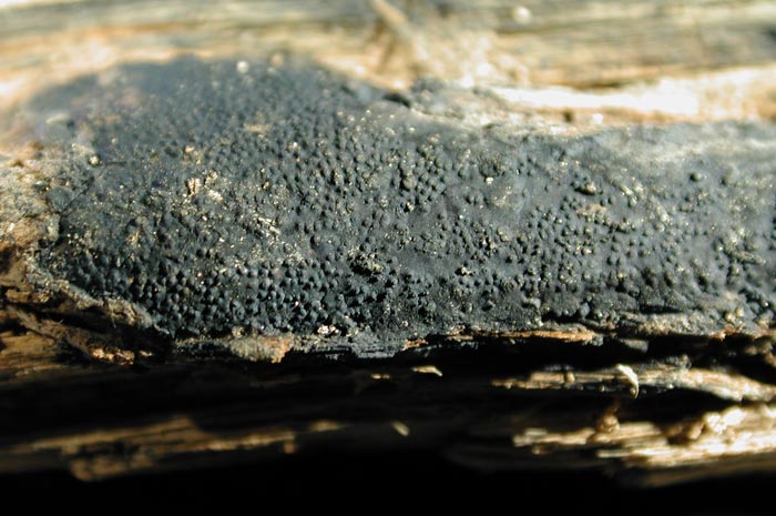 macrostoma