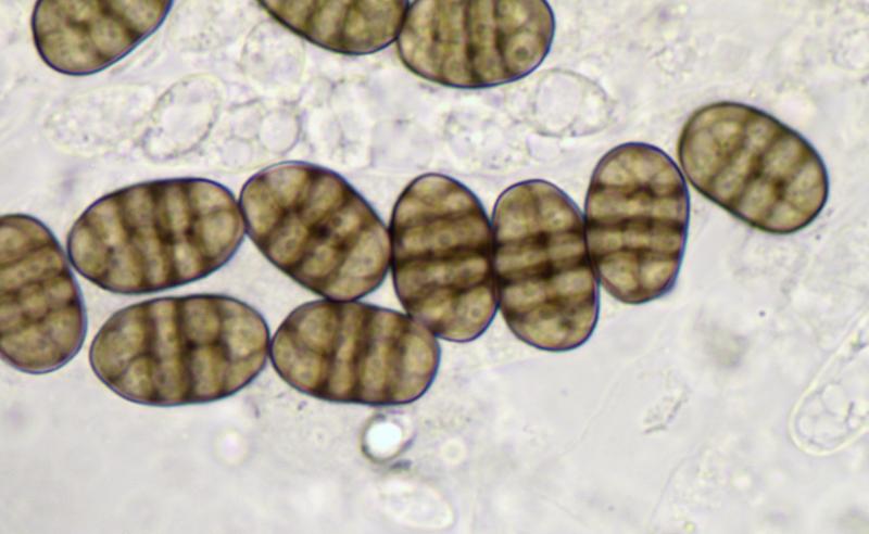 macrostoma