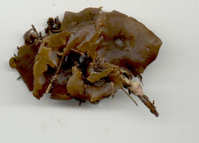 macrostoma