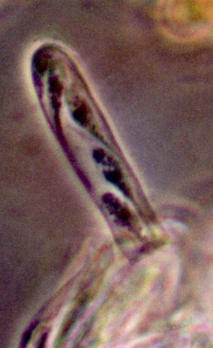 macrostoma