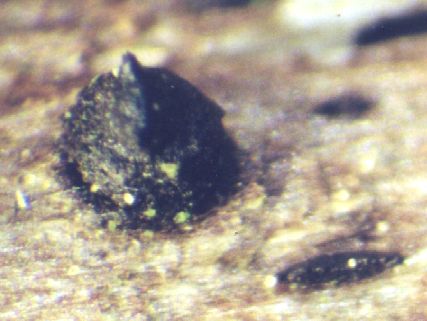macrostoma