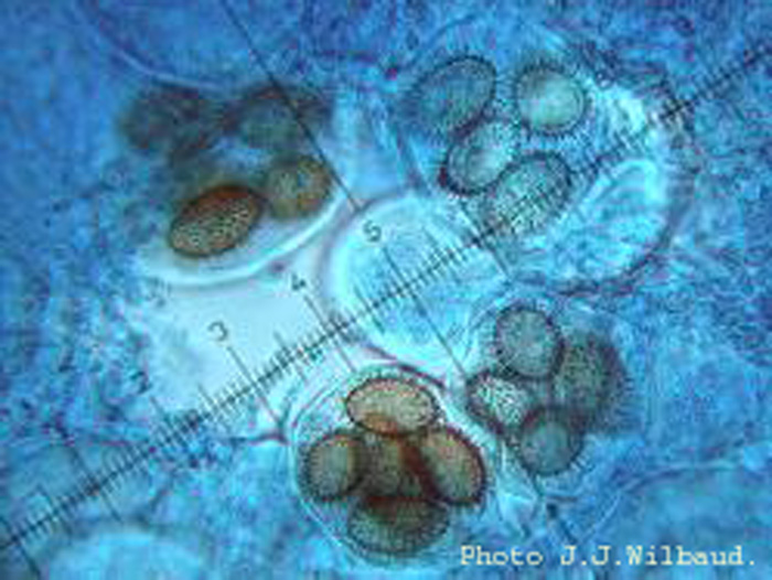 macrostoma