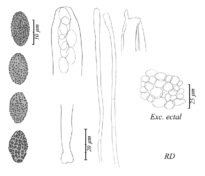 macrostoma