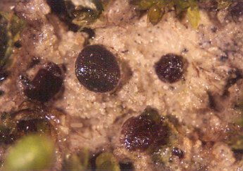 macrostoma