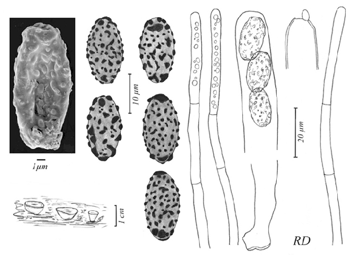 macrostoma