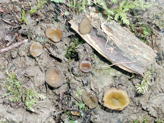 macrostoma