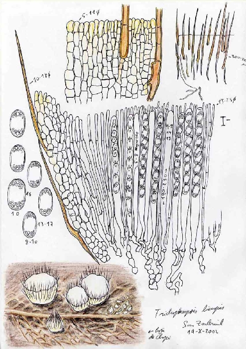 macrostoma